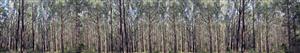 Backscene Gum Trees Bunyip State Forest 2540mm x 410mm