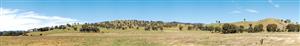 Backscene Fields Cattle Myrtleford (2) 2830mm x 390mm